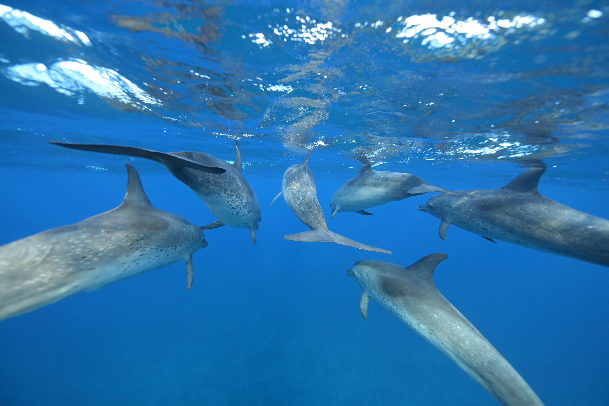 Dolphins. Swimming in the pod. - Big Blue Collective, image size:2560x1707